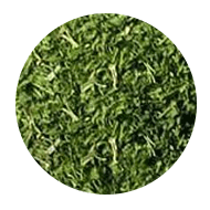 Coriander - Leaves